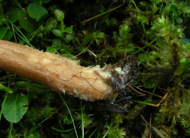 Clitocybe squamulosa